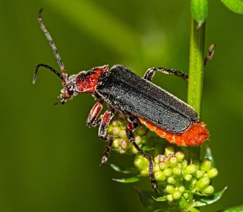 Réf. 353 704 : Cantharis rustica